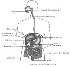 These functions make the liver a vital organ without which the tissues of the body would quickly die from lack of energy and nutrients. Draw A Well Labelled Diagram Of Human Alimenntary Canal And Label The Following Parts I Liver Ii Pancreas Iii Small Intestine Iv Large Intestine Biology Q A Doubtnut