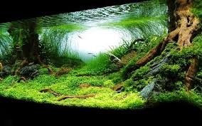 Aquarium Aquascaping Mukemmel Akvaryum Duzenleme Desktopresim Akvaryum Aquascaping Akvaryumlar