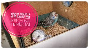 Kuslara Haslanmis Misir Verilmesi Ve Yavru Kuslara Su Verilmesi Youtube