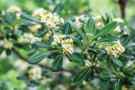 Image result for Pittosporum