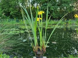 Image result for Iris pseudacorus