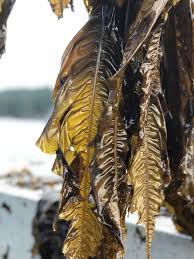 Seaweed Farming As A Versatile Tool In Effort To Mitigate Climate Change In 2020 Carbon Sequestration Climate Change Climate Change Effects