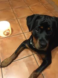 When our beloved pets get lost, injured, sick or deceased, we're truly devastated. Community Light Candles For Missing Dog Praying For A Safe Return