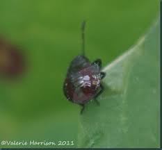 Keepers Cottage Wildlife Garden Diary June Bugs In The Garden Wildlife Gardening Garden Diary June Bug