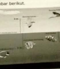 Burung ingin membantu ikan dengan cara … jawab: 77 Perhatikan Gambar Berikut Ujarak Ikan Botana Biru Dengan Burung Camar Adalah Brainly Co Id