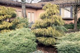 Image result for Cyphostemma milleri