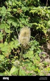 Image result for Dipsacaceae