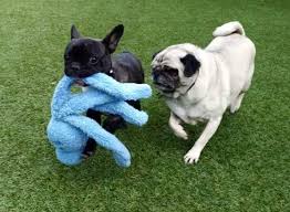 To keep all our furry guests healthy, we do require proof of vaccinations from a licensed veterinarian. Bark Avenue Luxury Pet Resort 281 Bungower Rd Moorooduc Vic 3933 Australia