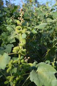 Image result for Xanthium