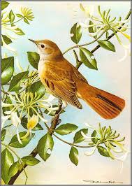 Birds Of Eastern Pa Pa Basilede 27 Nightingale Avtor Ede Basil In 2020 Bird Prints Vintage Birds Birds Painting