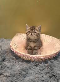 Maybe you would like to learn more about one of these? Exotic Kittens For Sale In Delhi Maharashtra Kerala Goa And Karnataka