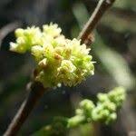 Image result for Searsia longipes