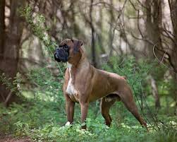 Boxer puppies available now near me. Mohawk Valley Boxers Boxer Puppies For Sale