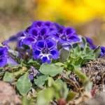 Image result for Aptosimum