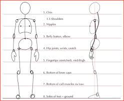 Anatomical drawing of human body. Human Anatomy Fundamentals Basic Body Proportions