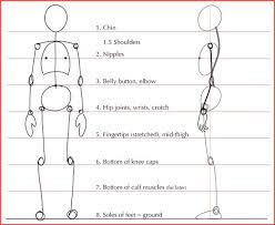 Go to drawing without labels. Human Anatomy Fundamentals Basic Body Proportions