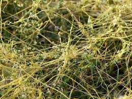 Image result for Cuscuta cassytoides
