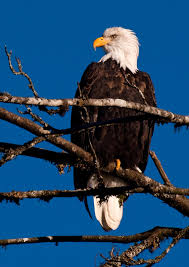 Birds Of Prey Animals Wiki List Of Birds Of Yellowstone National Park Wikipedia The Free Bald Eagle Haliaeetus Leucocephalus Female Bald Eagle