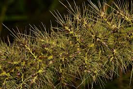 Image result for Setaria grandis