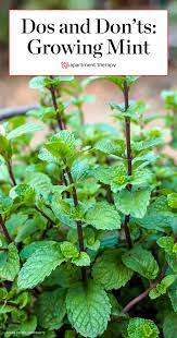The mint doesn't require much to remain healthy and keep thriving. Mint Plant Care How To Grow Maintain Mint Plants Apartment Therapy