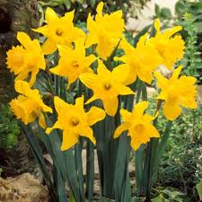Buy Daffodil King Alfred Select Trumpet Daffodil Free Delivery