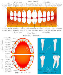 Human Anatomy Of Children Teeth Baby Teething Chart Dental
