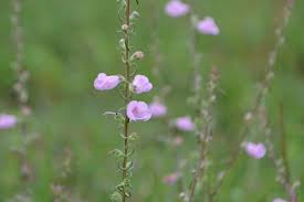 Image result for Micrargeria