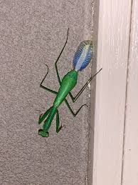 What do praying mantis eat? Praying Mantis Laying Eggs My Front Door In Melbourne Australia Whatsthisbug