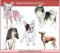 We did not find results for: Quiet Small Breed Dogs Top Ten Choices