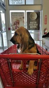 Coonhound events calendar | united kennel club (ukc) i accept united kennel club (ukc) is an international dog registry celebrating bonds, rewarding ability, and preserving the value of a pedigree. Michelle Bennett Mmariebennett Profile Pinterest