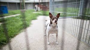berliner tierschutzverein zeigt fundtiere auf facebook tiere kleine hunde tierheim