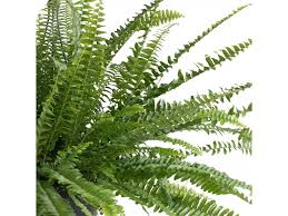 Image result for ledviník