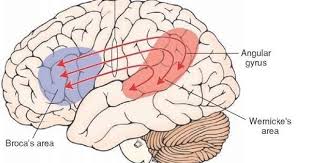 The Thalamus And Cerebral Cortex Integrative Systems Part 4 Broca S Area Wernicke S Area Cerebral Cortex