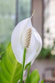 They are excellent houseplants and very low light tolerant. Peace Lily Care How To Care For This Blooming Houseplant