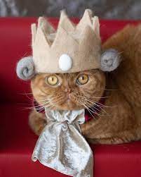 Cats In Hats Made From Their Own Hair Part 2 Cute Cats Hats For Cats Cats