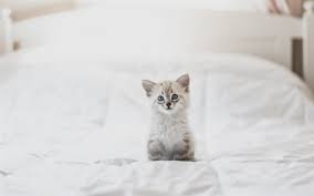 Fluffy kittens cute kittens cats and kittens beautiful blue eyes beautiful cats neko cute small animals beautiful blue eyes. Download Wallpapers Small Fluffy White Kitten Small Cat With Blue Eyes Cute Animals Pets Cats For Desktop Free Pictures For Desktop Free