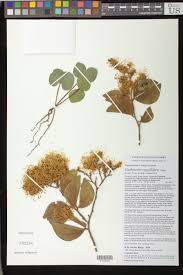 Image result for Mostuea hirsuta