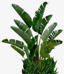 Banana Tree Banana Clipart Tree Clipart Garden Png Transparent Clipart Image And Psd File For Free Download Plants Trees To Plant Interior Plants