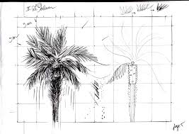 Le Palmier The Palm Tree Comment Dessiner Le Palmier How To Draw The Palm Tree Dessin Jardin Dessin Comment Dessiner