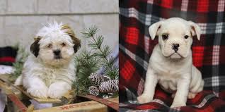 Ensuring your stay is enjoyable. Stoney Creek Puppies Photos Facebook