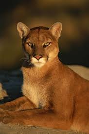 Unlike other big cats, however, the cougar cannot roar. Puma Della California Beautiful Cats Big Cats Animals