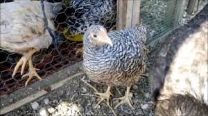 Tavuklarda Ishal Nasil Tedavi Edilir Farmer