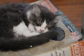 Georgia siberian fl, sc, nc, ga, tn, ky, nj, pa, siberian kittens for sale facebook. Siberian Kittens Forsale New Jersey