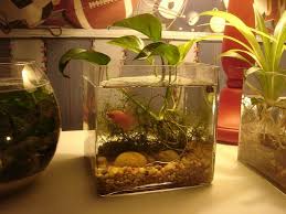 Female Betta 1 2 Gallon Cube Betta Beta Fish Bowl Aquaponics