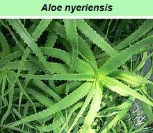 Image result for Aloe luapulana