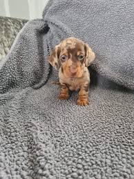 Maybe you would like to learn more about one of these? Miniature Dachshund Puppies For Sale Aldermaston Berkshire Nomtimes Uk