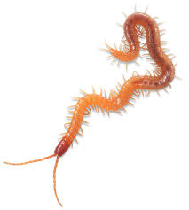 Maybe you would like to learn more about one of these? Difference Between Centipede And Millipede Dk Find Out