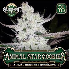 Mamacita's cookies feminized by ministry of cannabis strain information. Animal Star Cookies Von Greenpoint Seeds Cannabis Sorten Infos