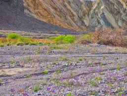 Maybe you would like to learn more about one of these? Spring Flowers In Death Valley California Travel To Eat