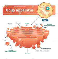 Golgi Apparatus Vector Illustration Vectormine Biology Diagrams Learning Science Cells Project